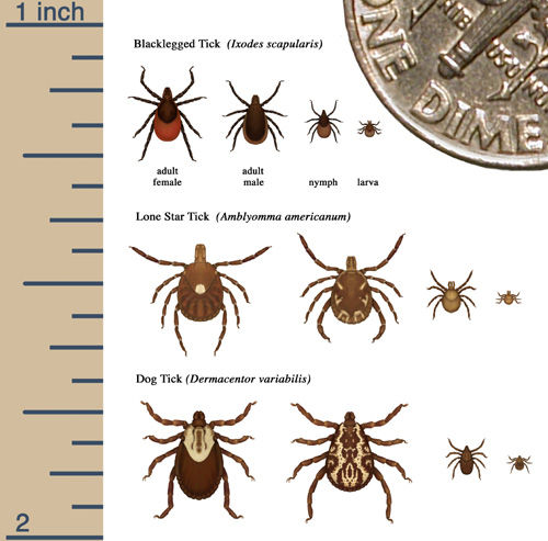 A CDC Infographic for identifying common ticks in Illinois