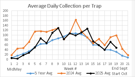 Gravid female Collection Chart