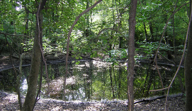 Woodland pool