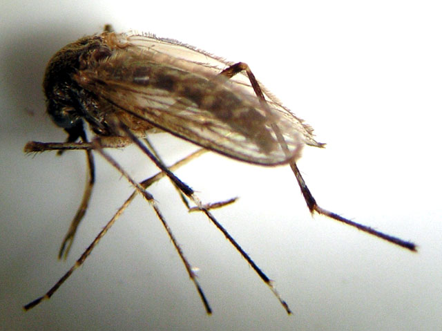 Adult mosquito