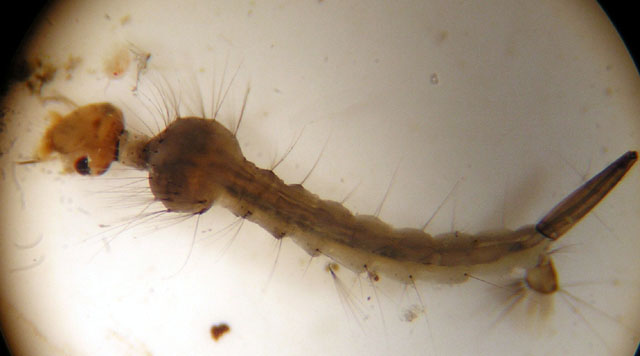 Mosquito larva